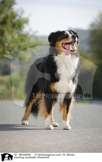 stehender Australian Shepherd / standing Australian Shepherd / RR-94656