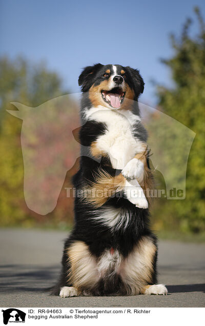 Australian Shepherd macht Mnnchen / begging Australian Shepherd / RR-94663