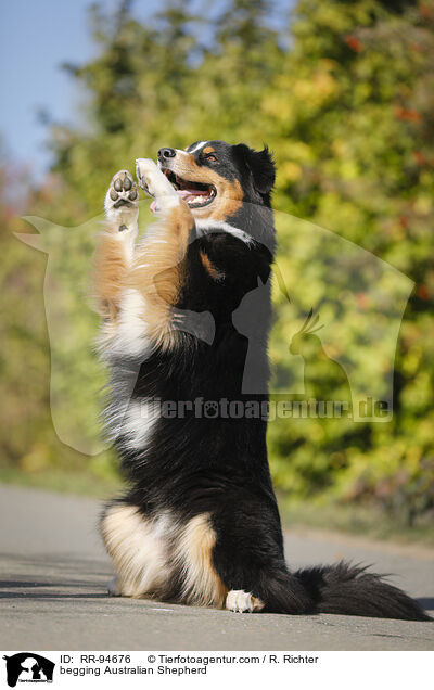 Australian Shepherd macht Mnnchen / begging Australian Shepherd / RR-94676