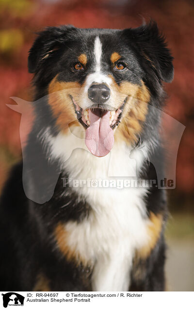 Australian Shepherd Portrait / Australian Shepherd Portrait / RR-94697