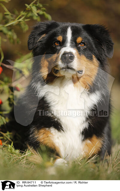 liegender Australian Shepherd / lying Australian Shepherd / RR-94711