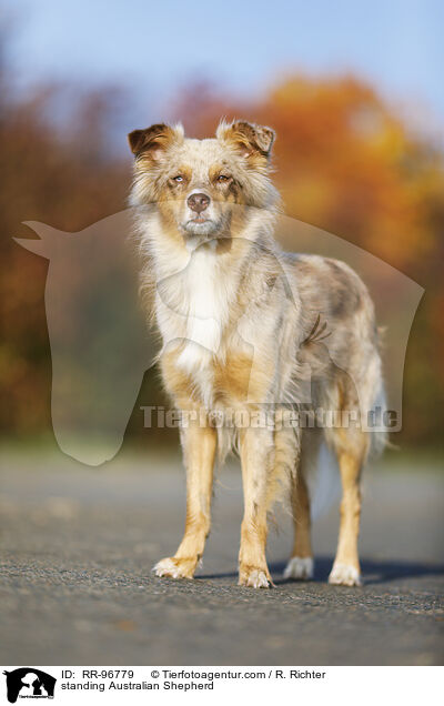 stehender Australian Shepherd / standing Australian Shepherd / RR-96779