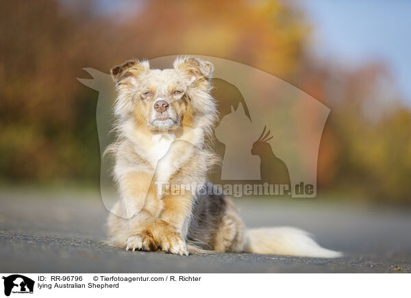 liegender Australian Shepherd / lying Australian Shepherd / RR-96796