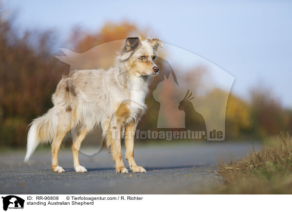 stehender Australian Shepherd / standing Australian Shepherd / RR-96808