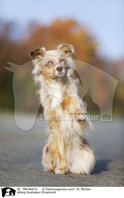 sitzender Australian Shepherd / sitting Australian Shepherd / RR-96814