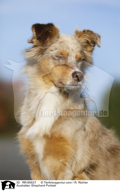 Australian Shepherd Portrait / Australian Shepherd Portrait / RR-96827