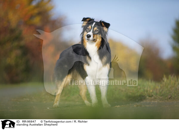 stehender Australian Shepherd / standing Australian Shepherd / RR-96847