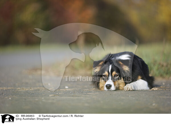 liegender Australian Shepherd / lying Australian Shepherd / RR-96863