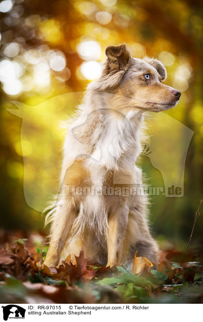 sitzender Australian Shepherd / sitting Australian Shepherd / RR-97015