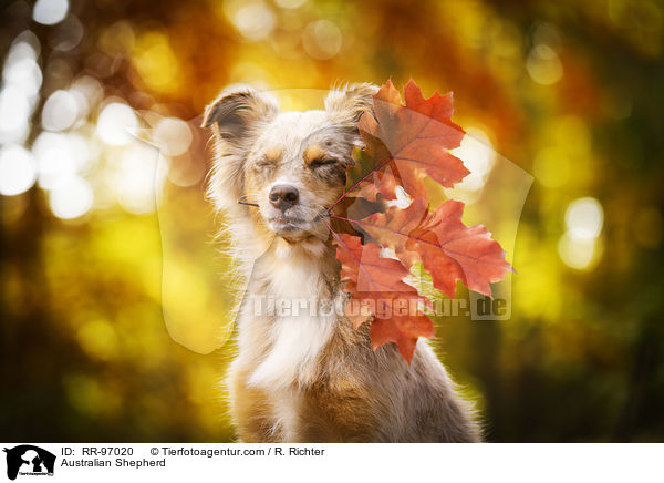 Australian Shepherd / Australian Shepherd / RR-97020