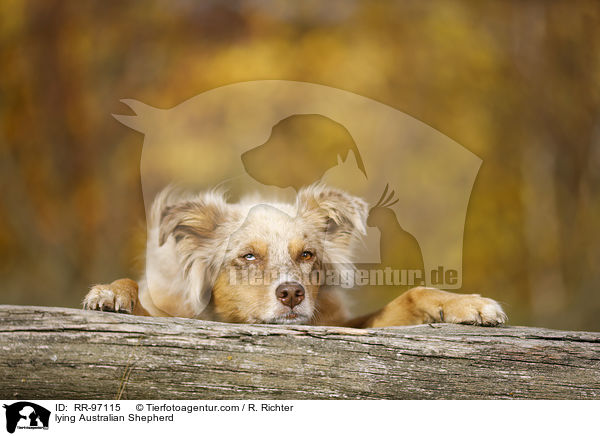 liegender Australian Shepherd / lying Australian Shepherd / RR-97115