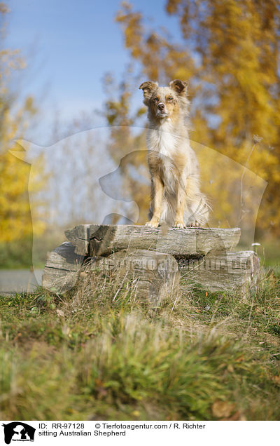 sitzender Australian Shepherd / sitting Australian Shepherd / RR-97128