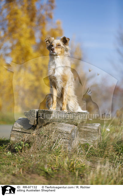 sitzender Australian Shepherd / sitting Australian Shepherd / RR-97132