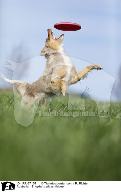 Australian Shepherd spielt Frisbee / Australian Shepherd plays frisbee / RR-97157