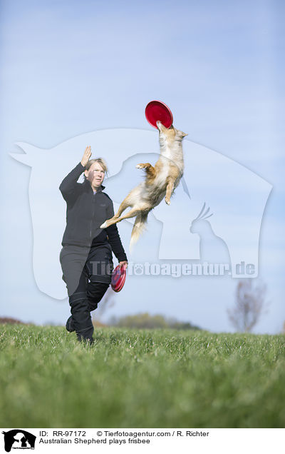 Australian Shepherd spielt Frisbee / Australian Shepherd plays frisbee / RR-97172