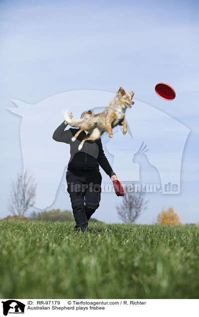 Australian Shepherd spielt Frisbee / Australian Shepherd plays frisbee / RR-97179