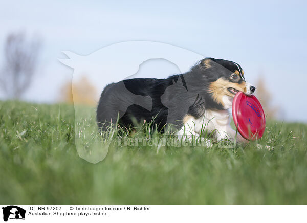 Australian Shepherd spielt Frisbee / Australian Shepherd plays frisbee / RR-97207