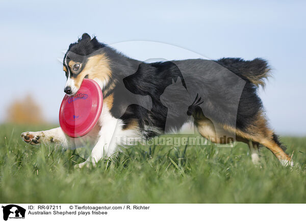 Australian Shepherd spielt Frisbee / Australian Shepherd plays frisbee / RR-97211