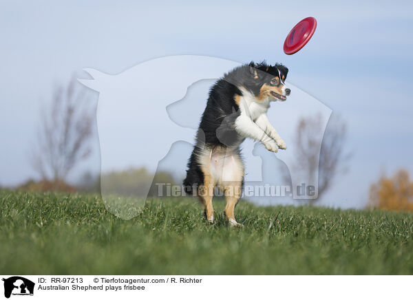 Australian Shepherd spielt Frisbee / Australian Shepherd plays frisbee / RR-97213