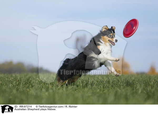 Australian Shepherd spielt Frisbee / Australian Shepherd plays frisbee / RR-97214