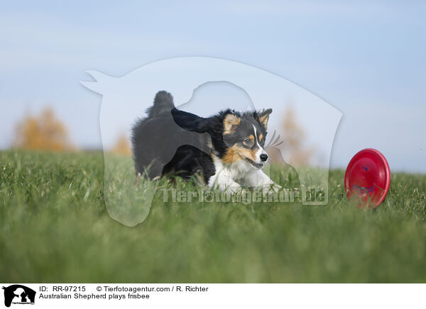 Australian Shepherd spielt Frisbee / Australian Shepherd plays frisbee / RR-97215