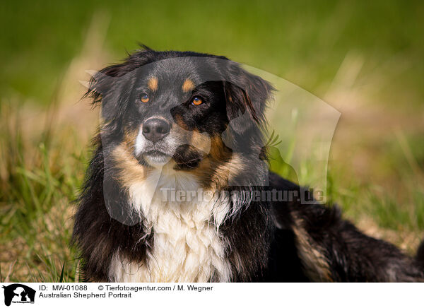 Australian Shepherd Portrait / Australian Shepherd Portrait / MW-01088