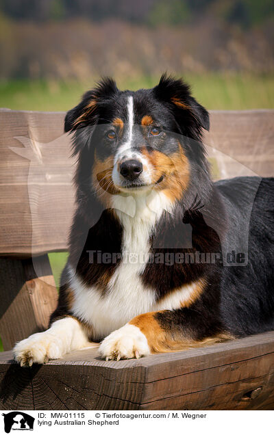 liegender Australian Shepherd / lying Australian Shepherd / MW-01115