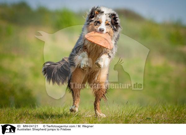 Australian Shepherd springt nach Frisbee / Australian Shepherd jumps to Frisbee / MW-04121