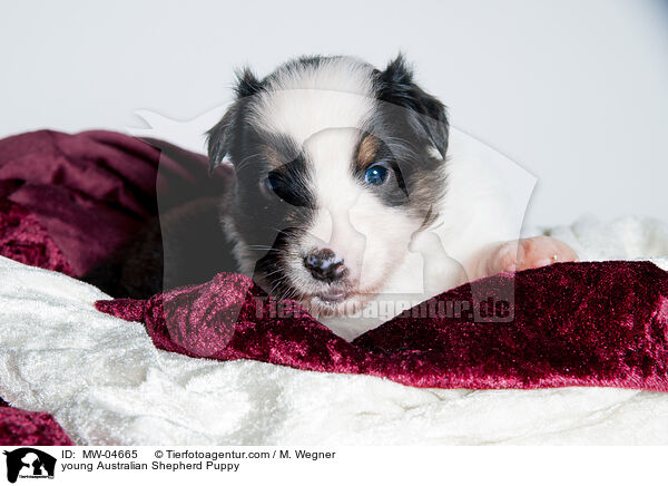 junger Australian Shepherd Welpe / young Australian Shepherd Puppy / MW-04665