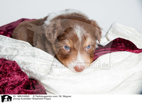 junger Australian Shepherd Welpe / young Australian Shepherd Puppy / MW-04666