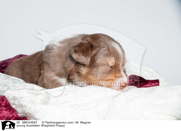 junger Australian Shepherd Welpe / young Australian Shepherd Puppy / MW-04667