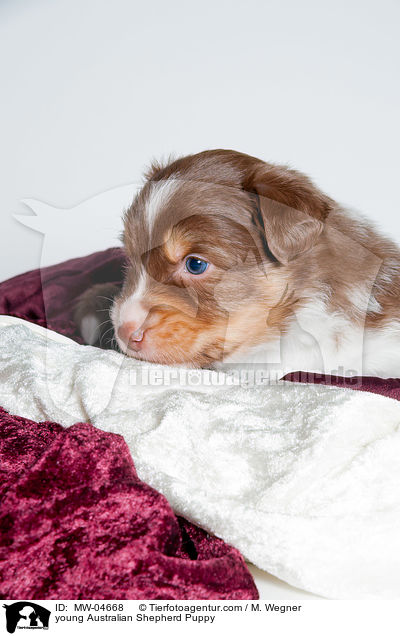 junger Australian Shepherd Welpe / young Australian Shepherd Puppy / MW-04668