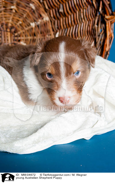 junger Australian Shepherd Welpe / young Australian Shepherd Puppy / MW-04672