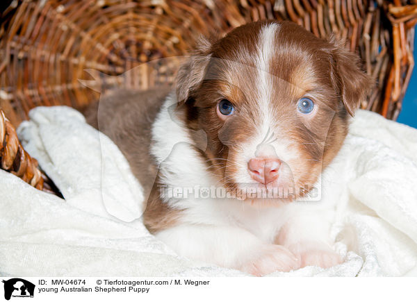 junger Australian Shepherd Welpe / young Australian Shepherd Puppy / MW-04674