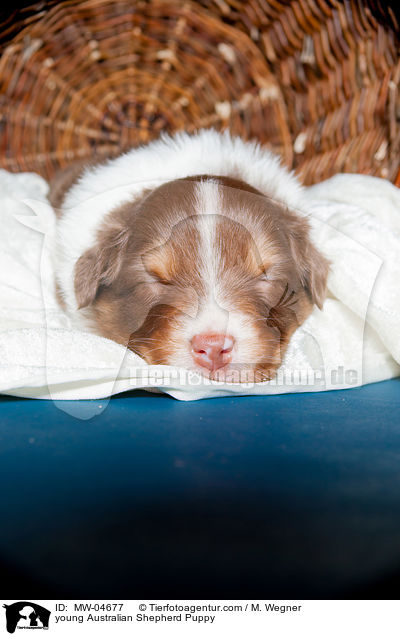 junger Australian Shepherd Welpe / young Australian Shepherd Puppy / MW-04677