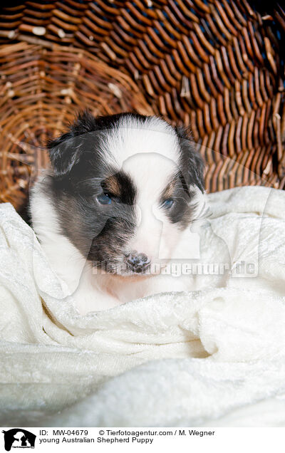 junger Australian Shepherd Welpe / young Australian Shepherd Puppy / MW-04679