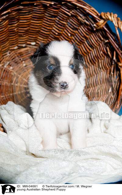 junger Australian Shepherd Welpe / young Australian Shepherd Puppy / MW-04681