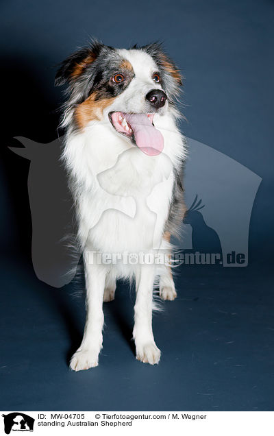 stehender Australian Shepherd / standing Australian Shepherd / MW-04705