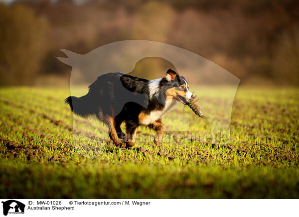 Australian Shepherd / Australian Shepherd / MW-01026