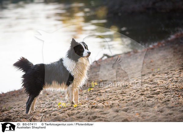 Australian Shepherd / Australian Shepherd / BS-07411