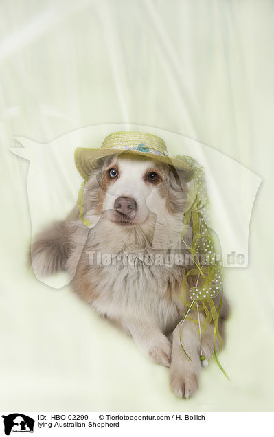 liegender Australian Shepherd / lying Australian Shepherd / HBO-02299