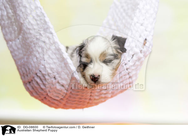 Australian Shepherd Welpe / Australian Shepherd Puppy / DG-08600