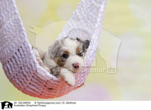 Australian Shepherd Welpe / Australian Shepherd Puppy / DG-08604