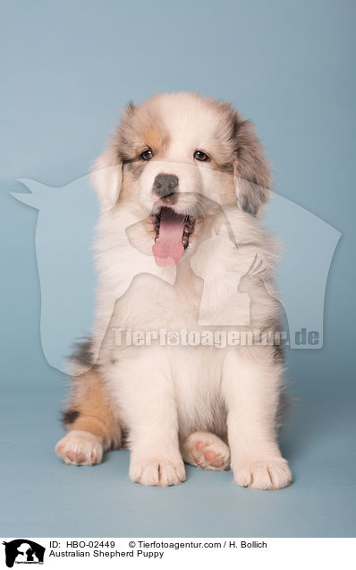 Australian Shepherd Welpe / Australian Shepherd Puppy / HBO-02449