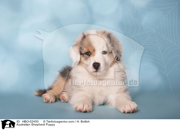 Australian Shepherd Welpe / Australian Shepherd Puppy / HBO-02450