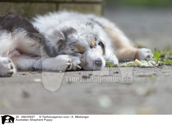 Australian Shepherd Welpe / Australian Shepherd Puppy / AM-05697