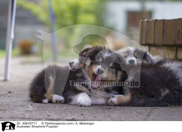 Australian Shepherd Welpen / Australian Shepherd Puppies / AM-05711