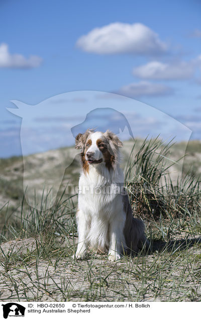 sitzender Australian Shepherd / sitting Australian Shepherd / HBO-02650