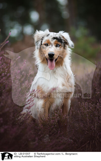 sitzender Australian Shepherd / sitting Australian Shepherd / LB-01007