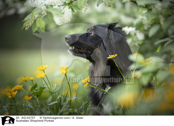 Australian Shepherd Portrait / Australian Shepherd Portrait / AG-02757